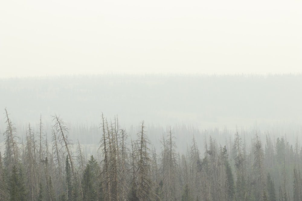 arbres verts sous le ciel blanc pendant la journée