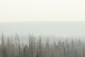 Foggy Forest