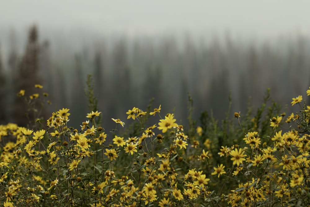 Gelbe Blüten bei nebligem Wetter