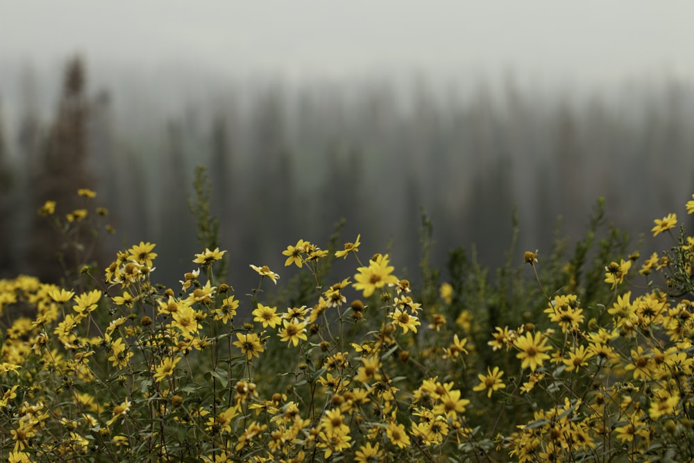 fiori gialli su un tempo nebbioso