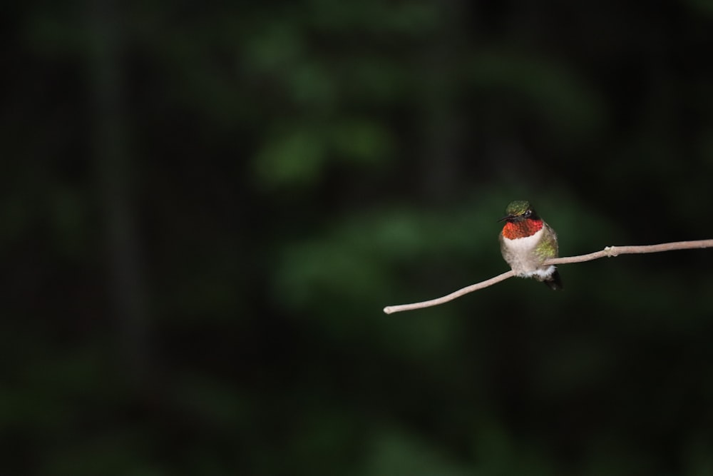 red and white bird on brown stem