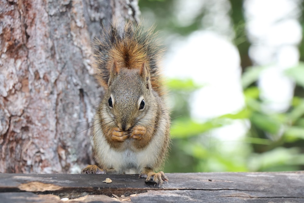 brown squirrel on brown wooden tree during daytime