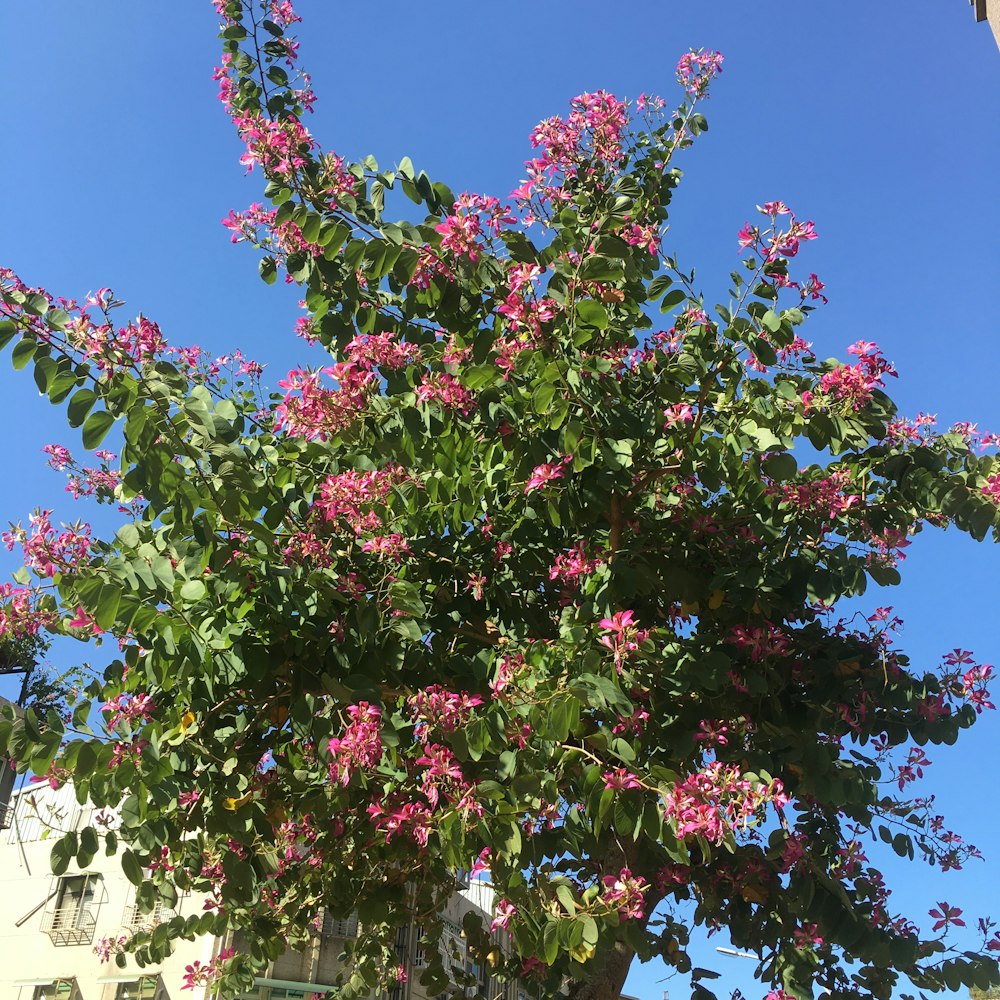 árbol de hojas rojas y verdes