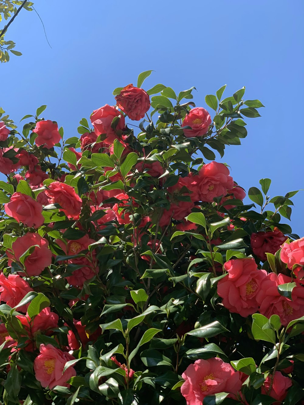 flores vermelhas com folhas verdes sob o céu azul durante o dia
