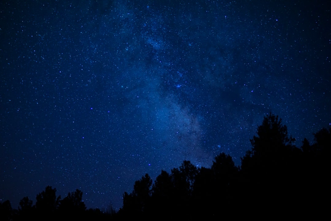 silhouette of trees under blue sky during night time