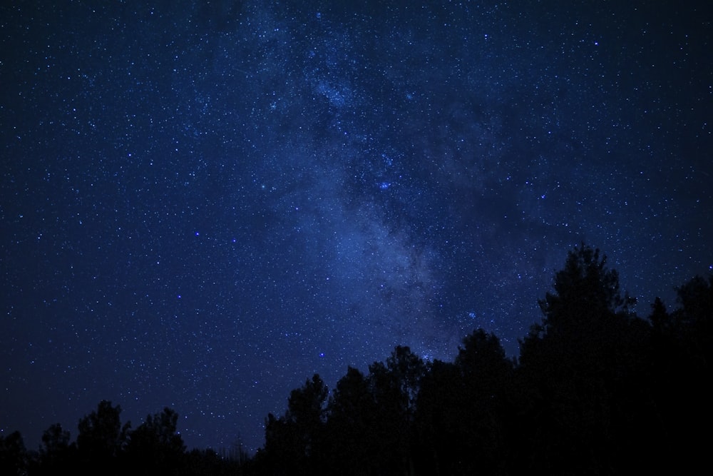 silhouette of trees under blue sky during night time