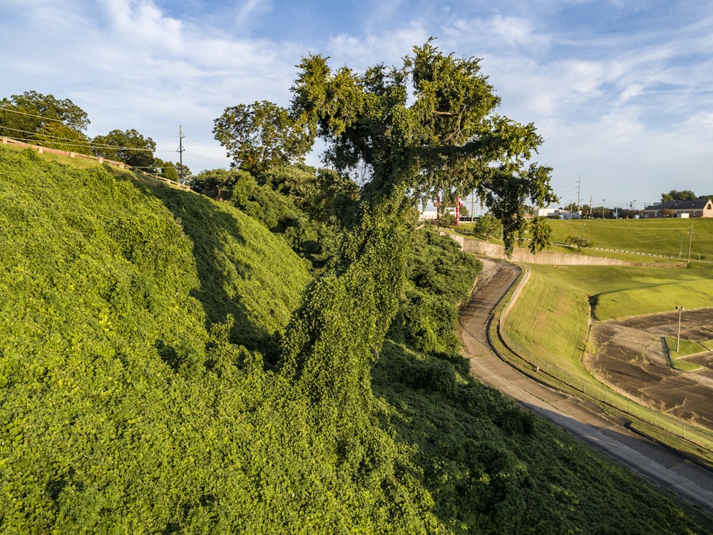 green trees on hill under blue sky during daytime