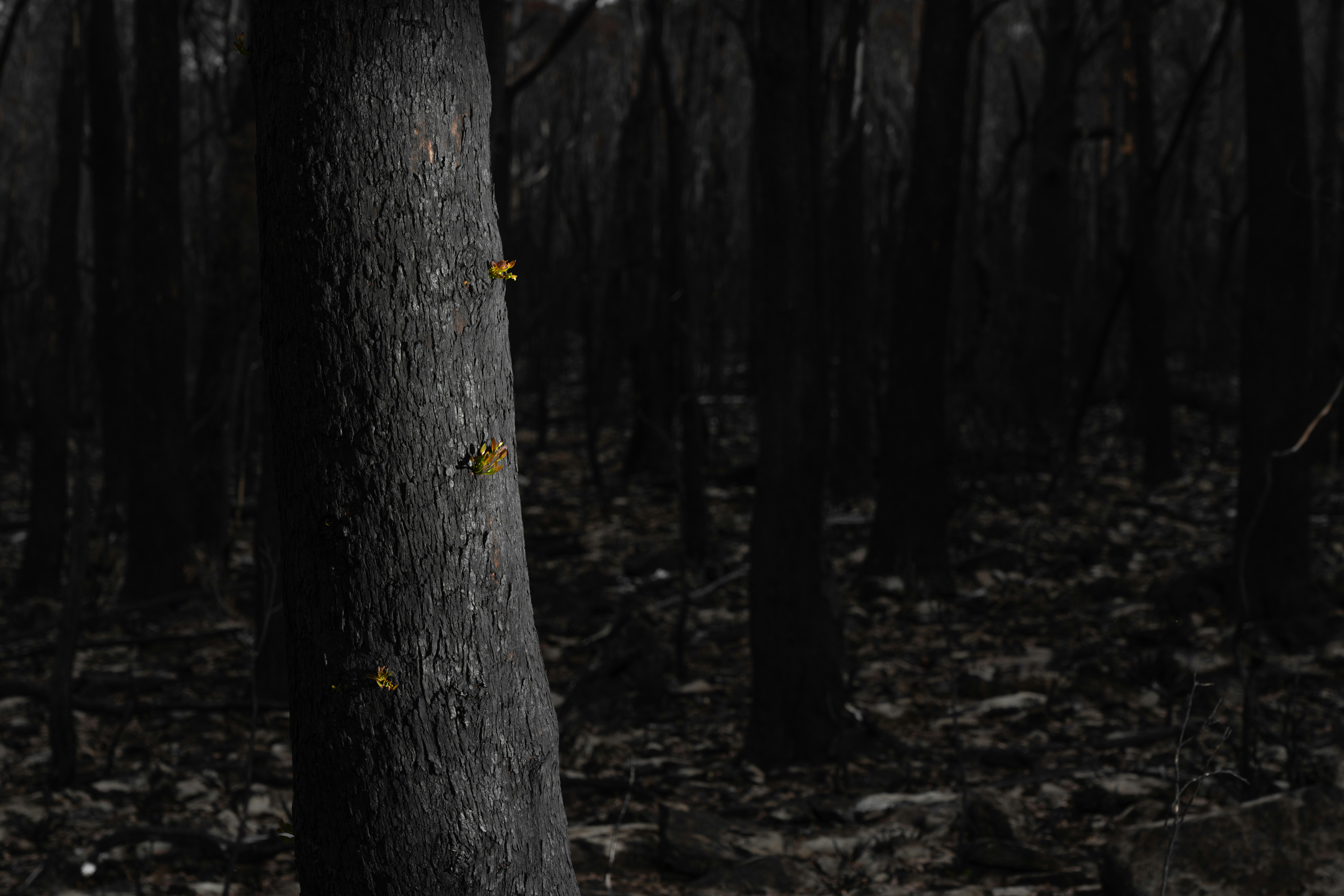 post-fire tree trunk with tiny new sprouts emerging, symbol of quiet regeneration.