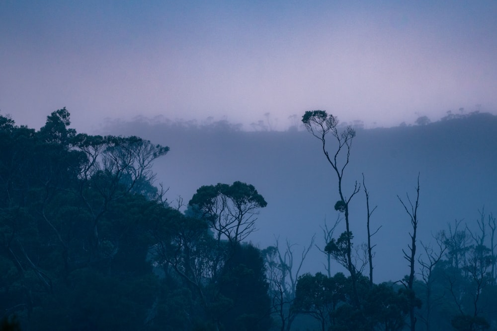 green trees on foggy weather