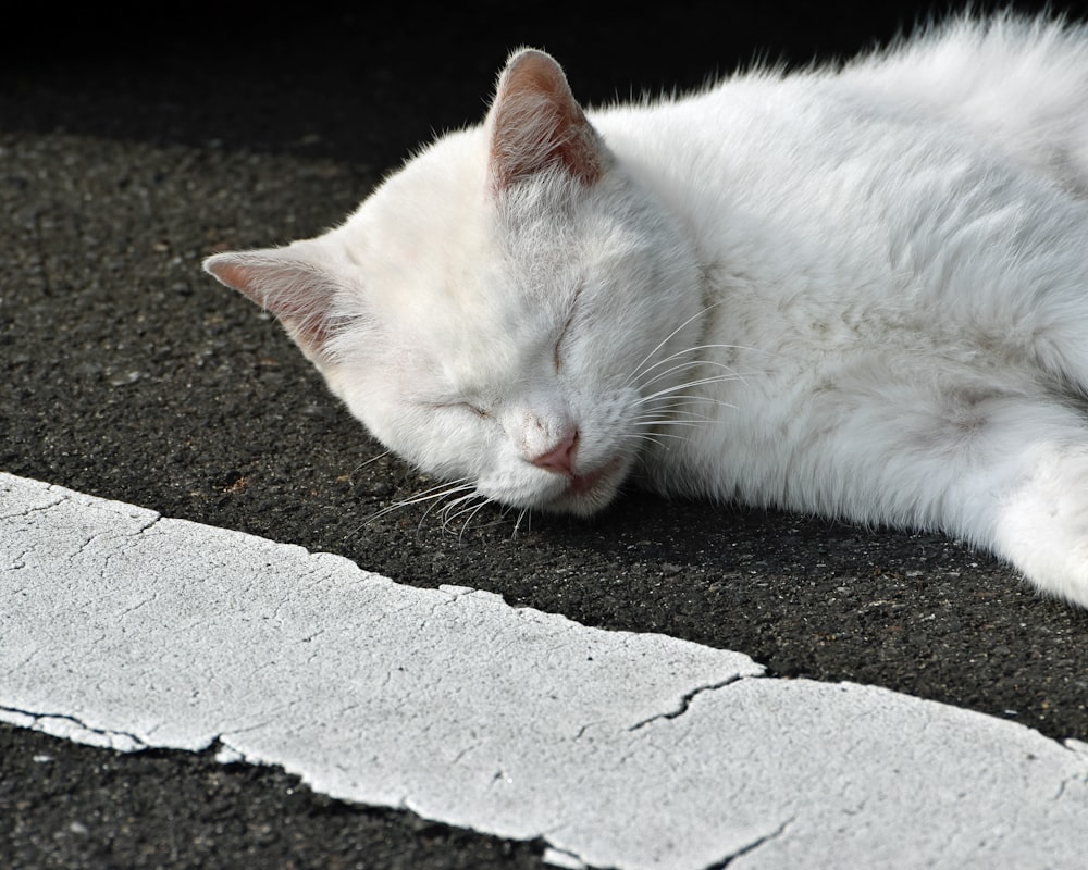 white cat lying on gray concrete floor