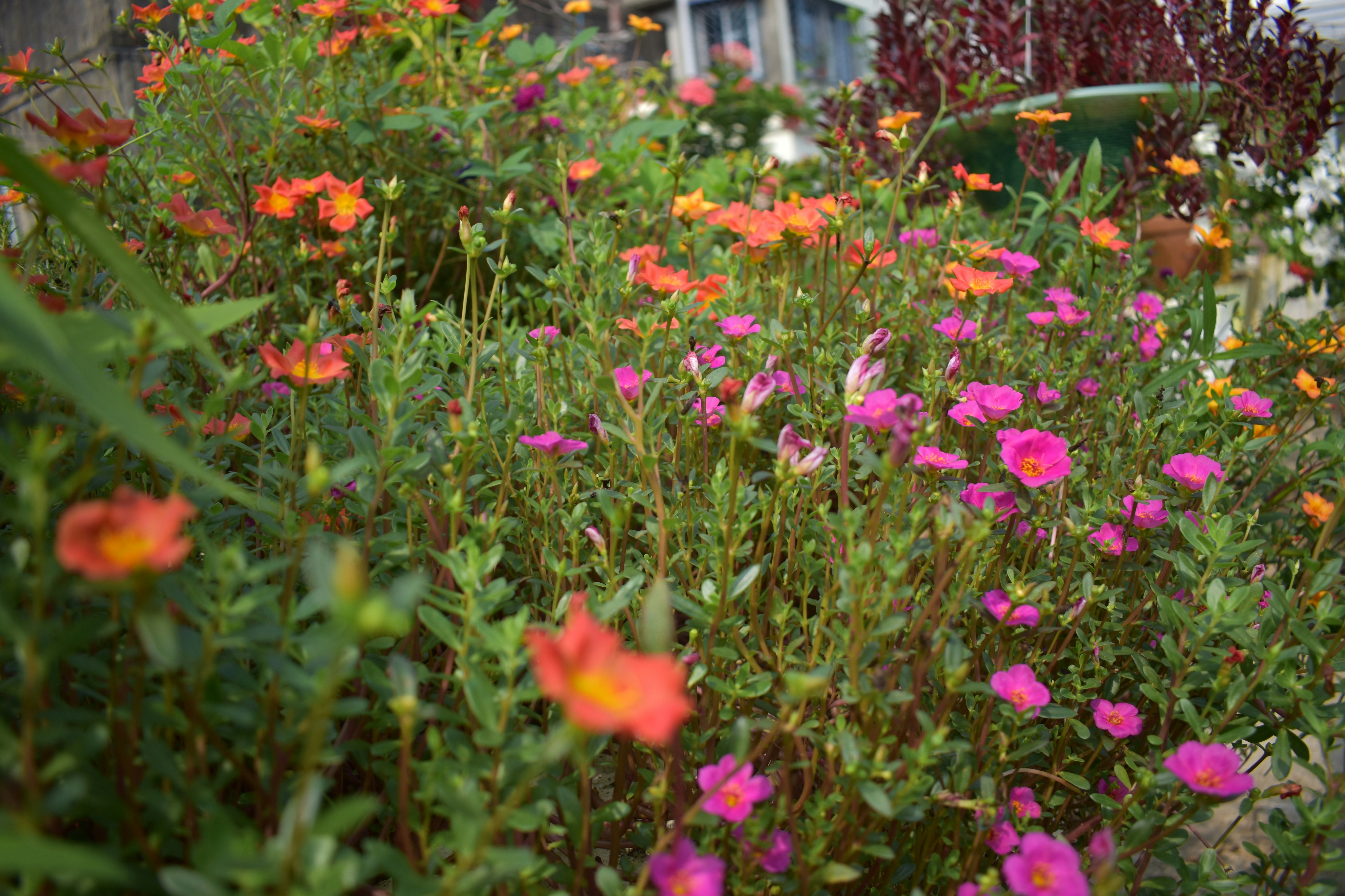 Photo by shourjodeepghosh7367