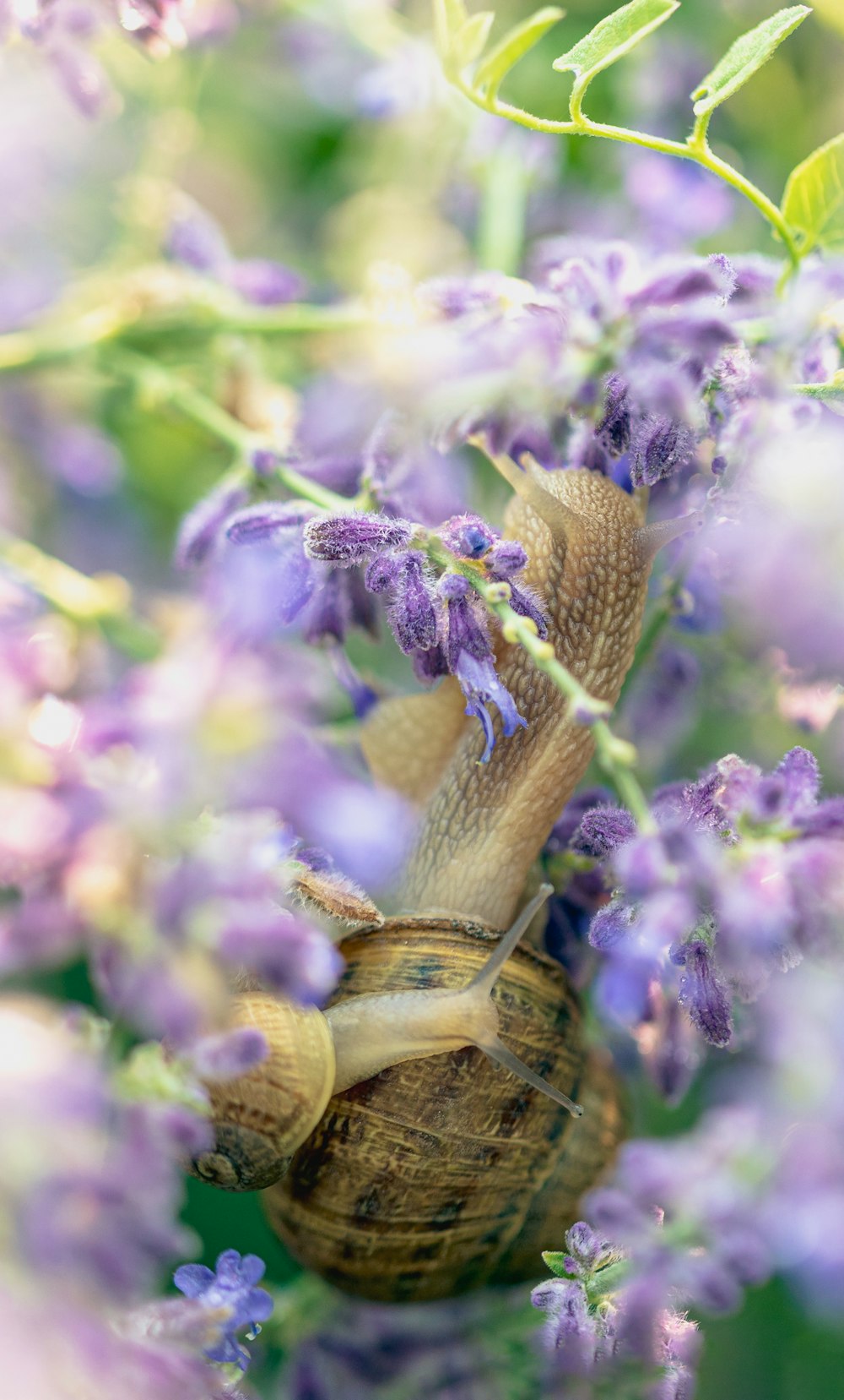 brown snail on purple flower