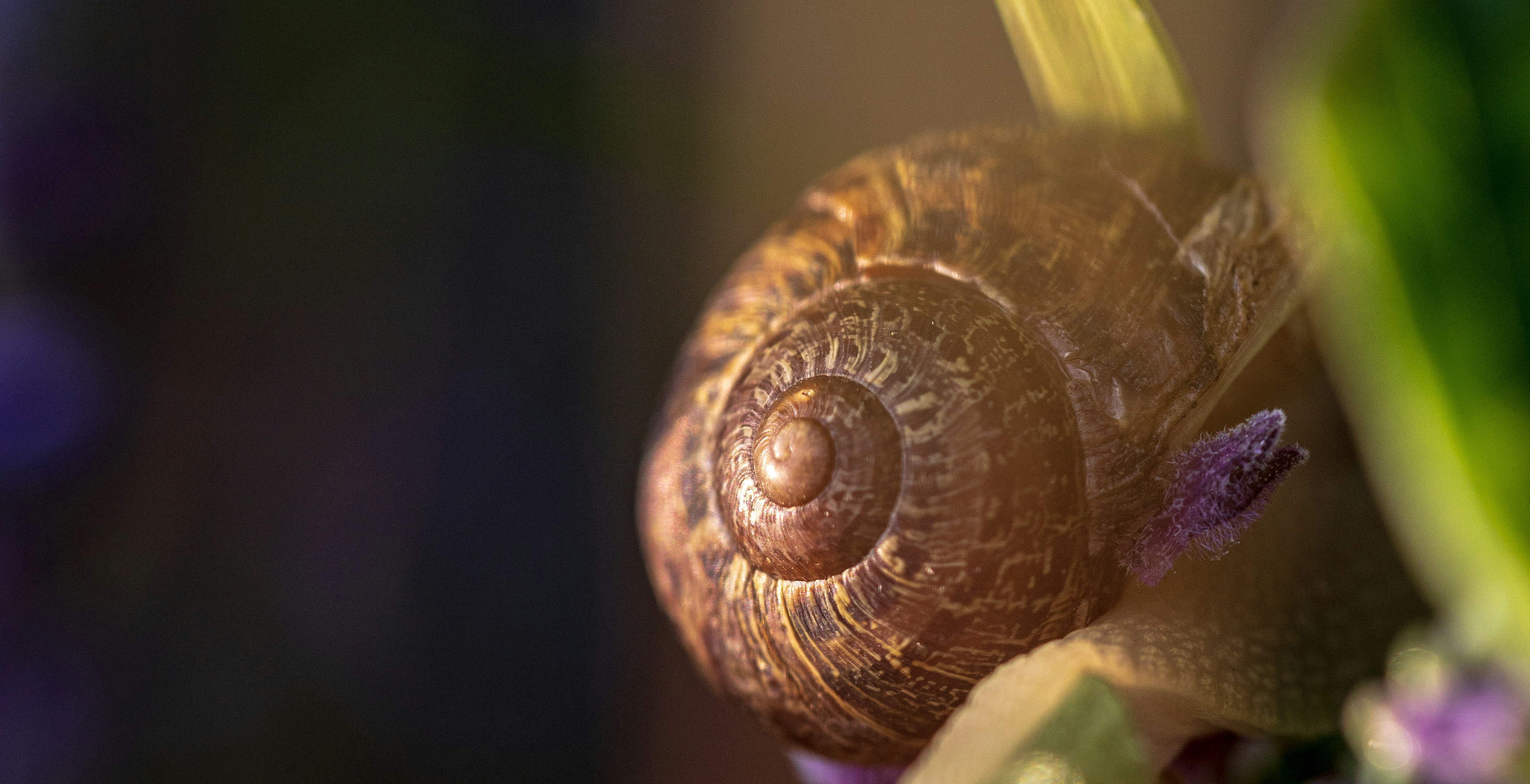 brown snail on green leaf
