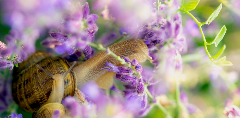 brown snail on purple flower