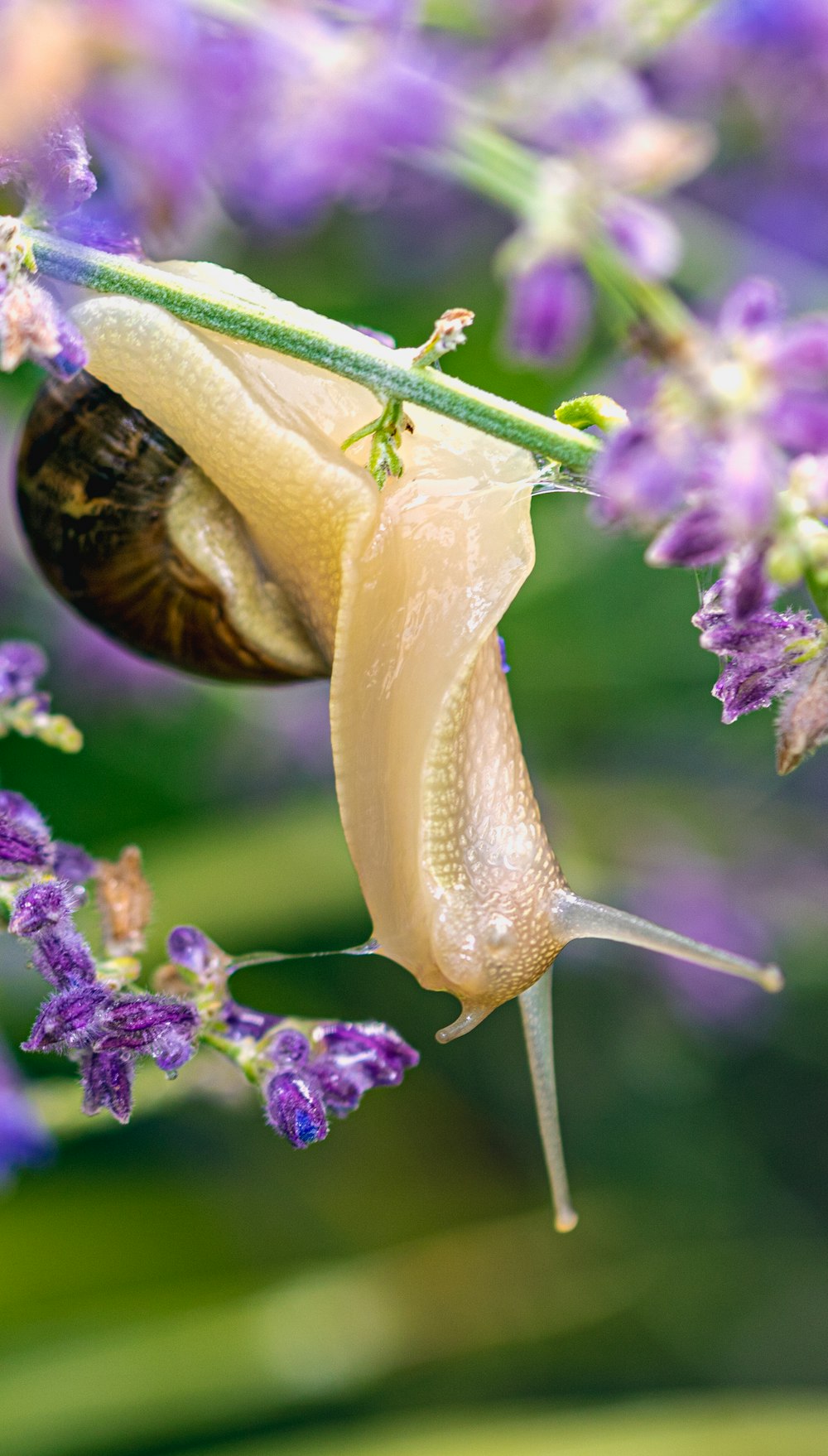 yellow snail on purple flower