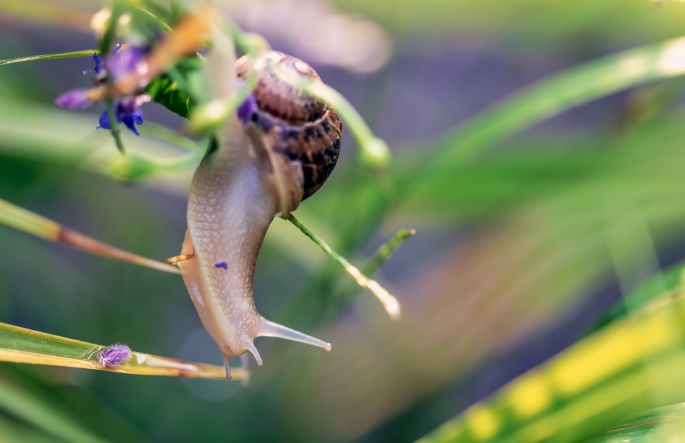 brown snail on green plant