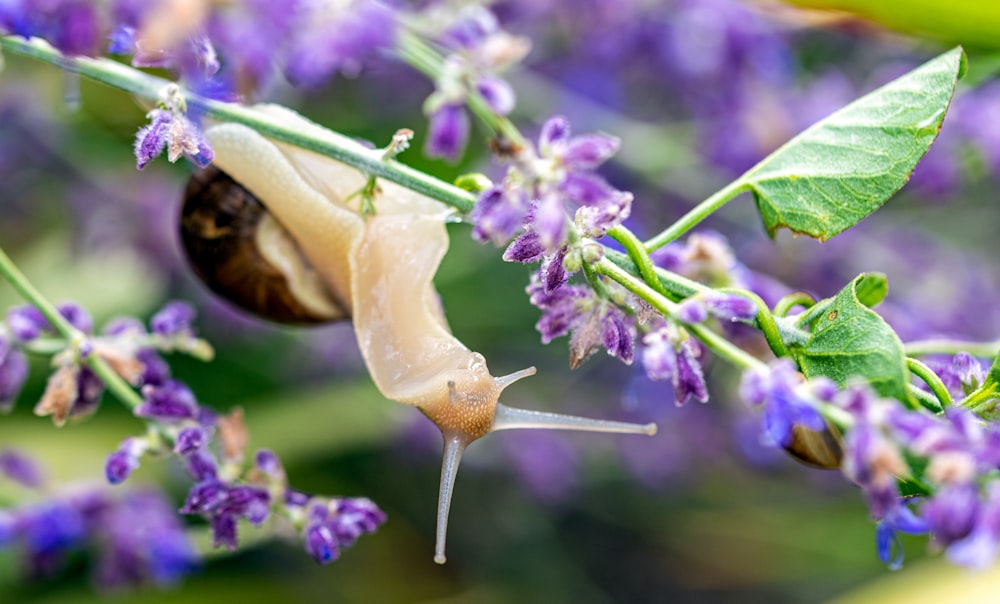 brown snail on purple flower