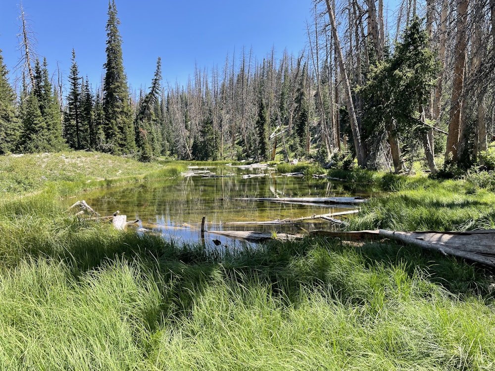 green grass and trees beside river during daytime