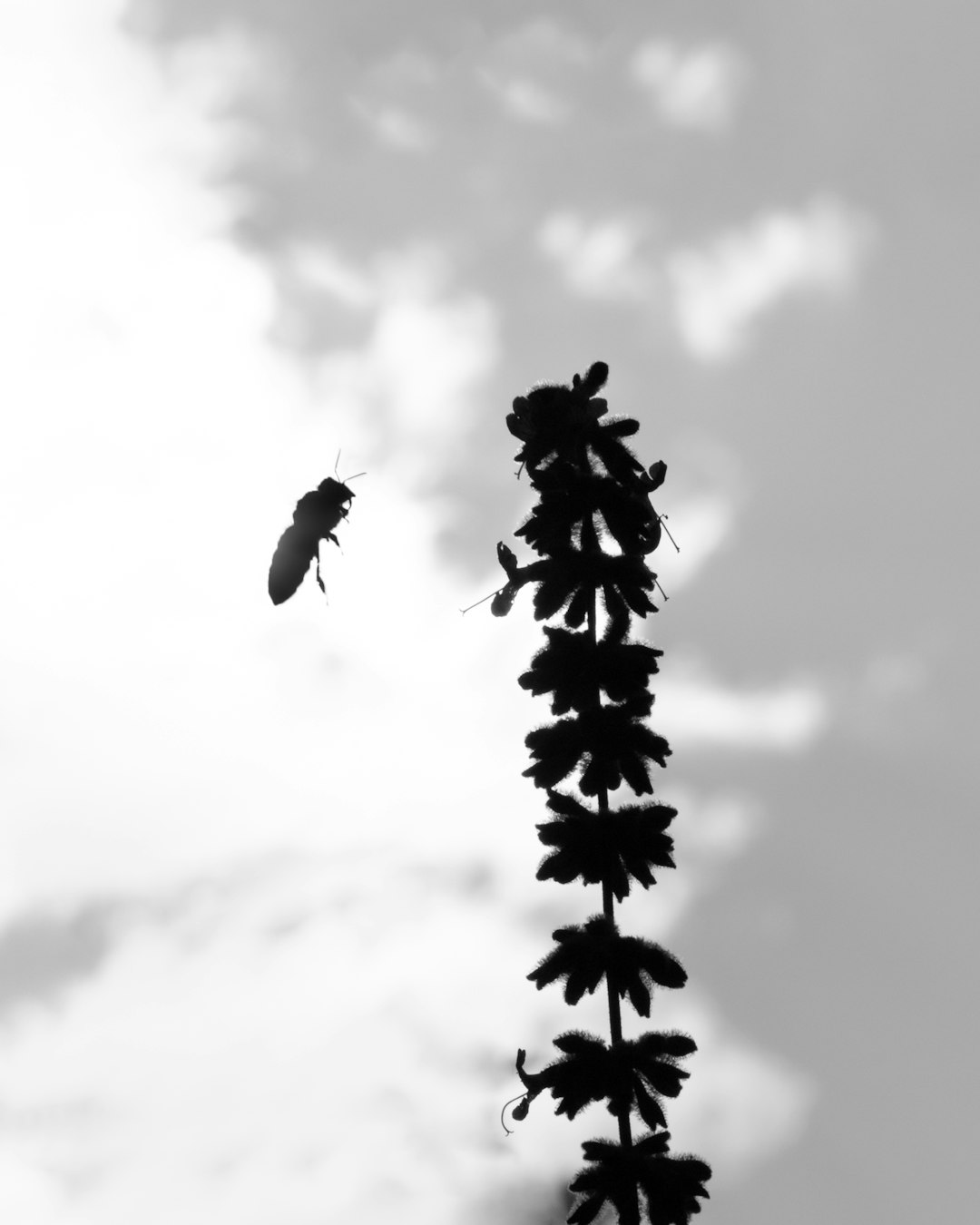 grayscale photo of bird flying over tree