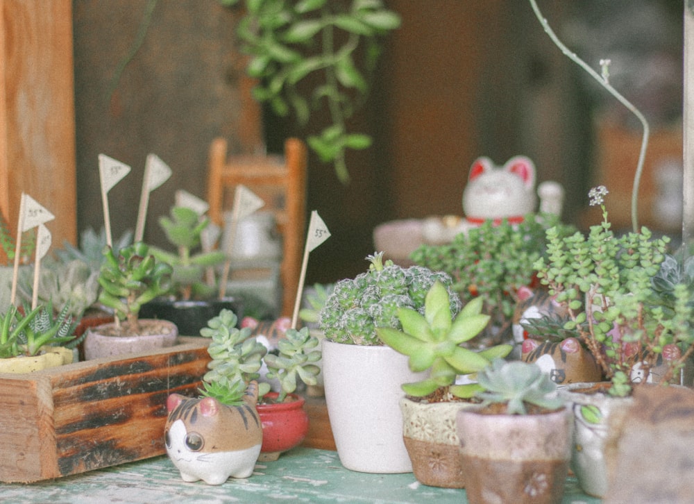 green plant in white ceramic pot