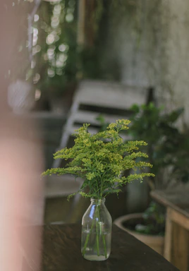 A rustic glass table vase on a wooden desk with soft green foliage inside.