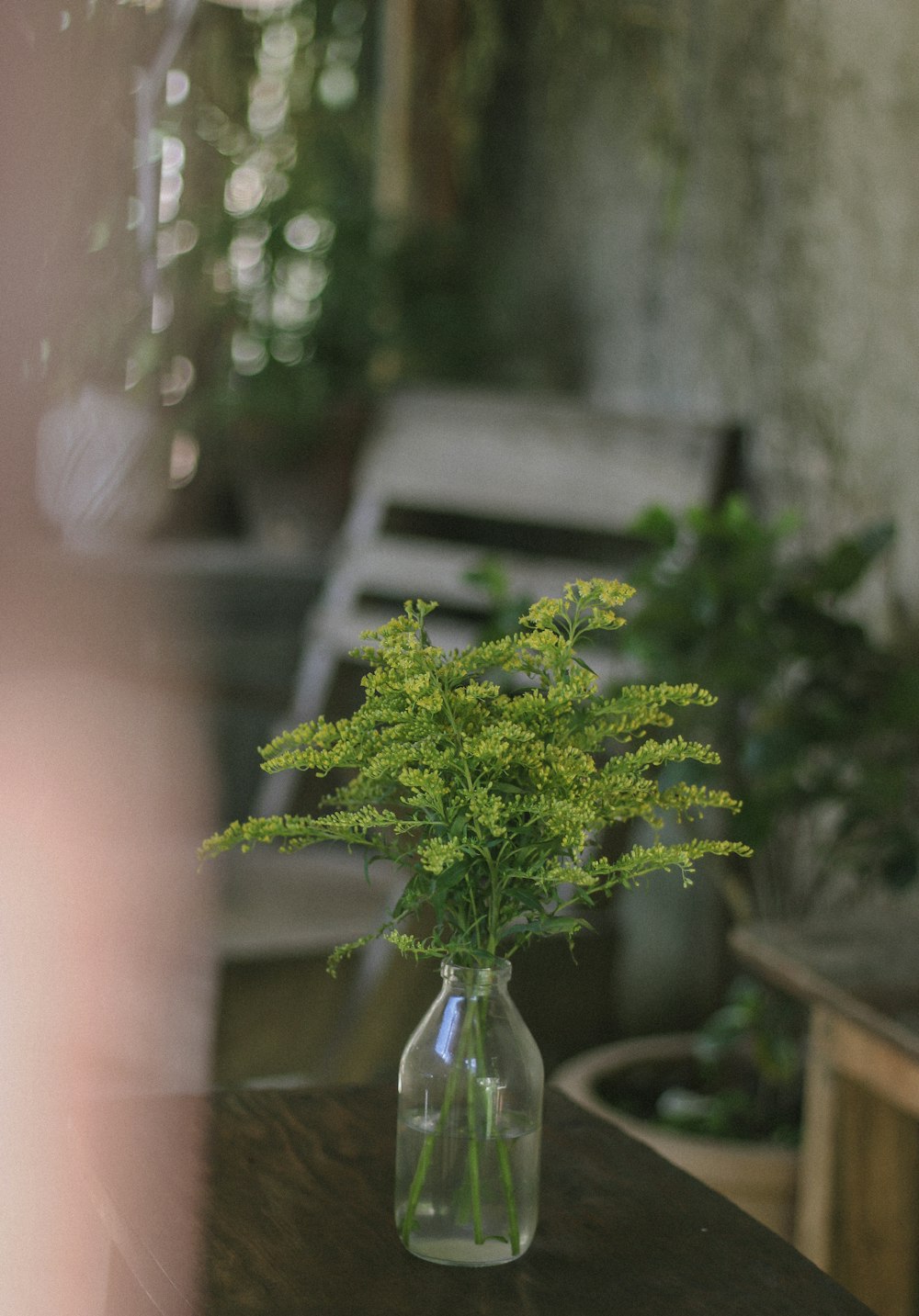 green plant in clear glass vase