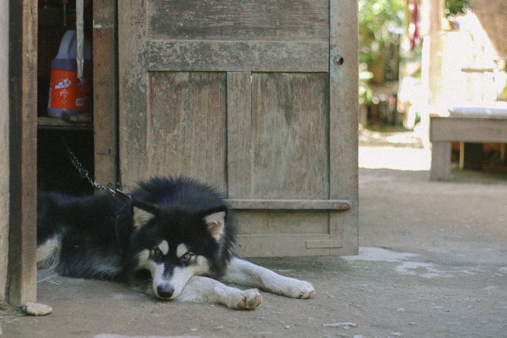 black and white siberian husky puppy lying on gray concrete floor