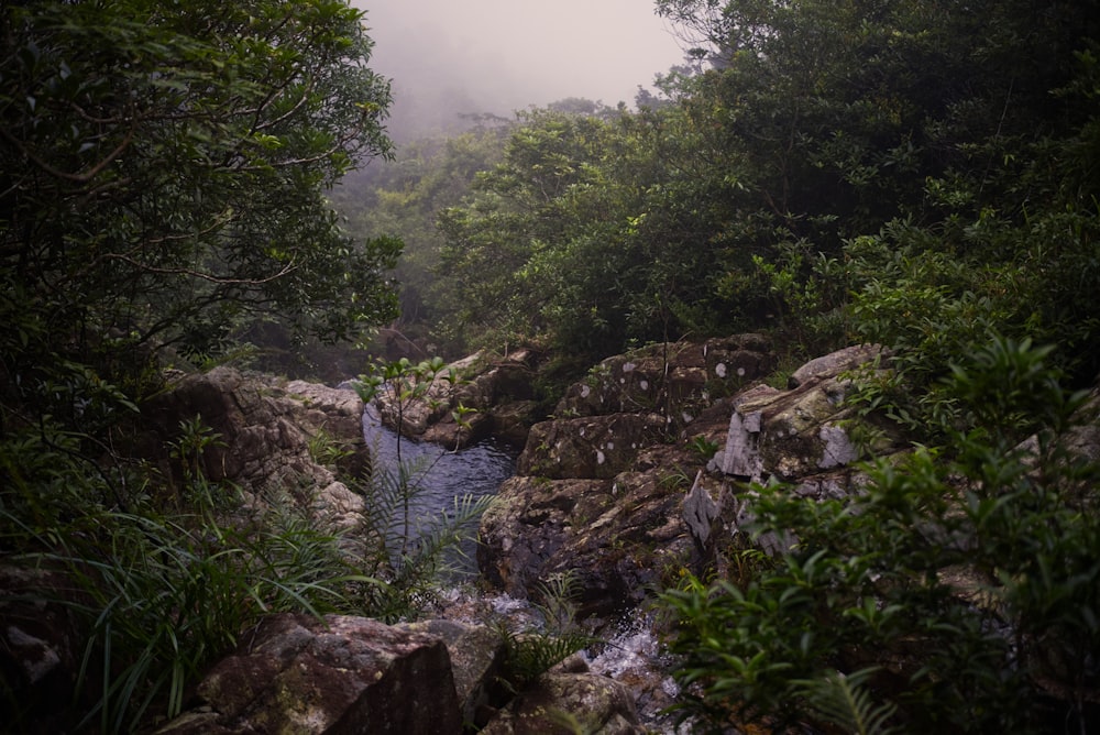 árboles verdes y río durante el día