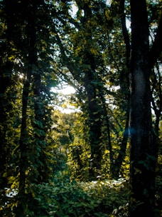 green trees in forest during daytime