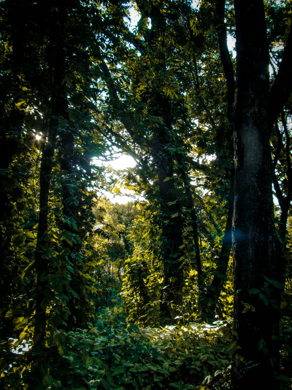 Grüne Bäume im Wald tagsüber