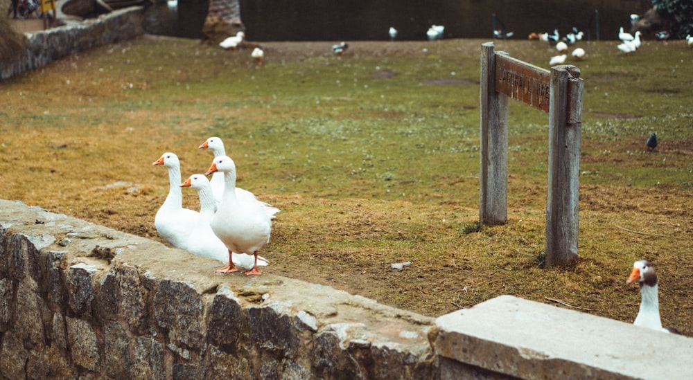 white duck on green grass field during daytime