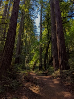 brown and green trees during daytime