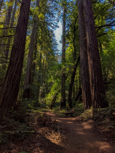 brown and green trees during daytime