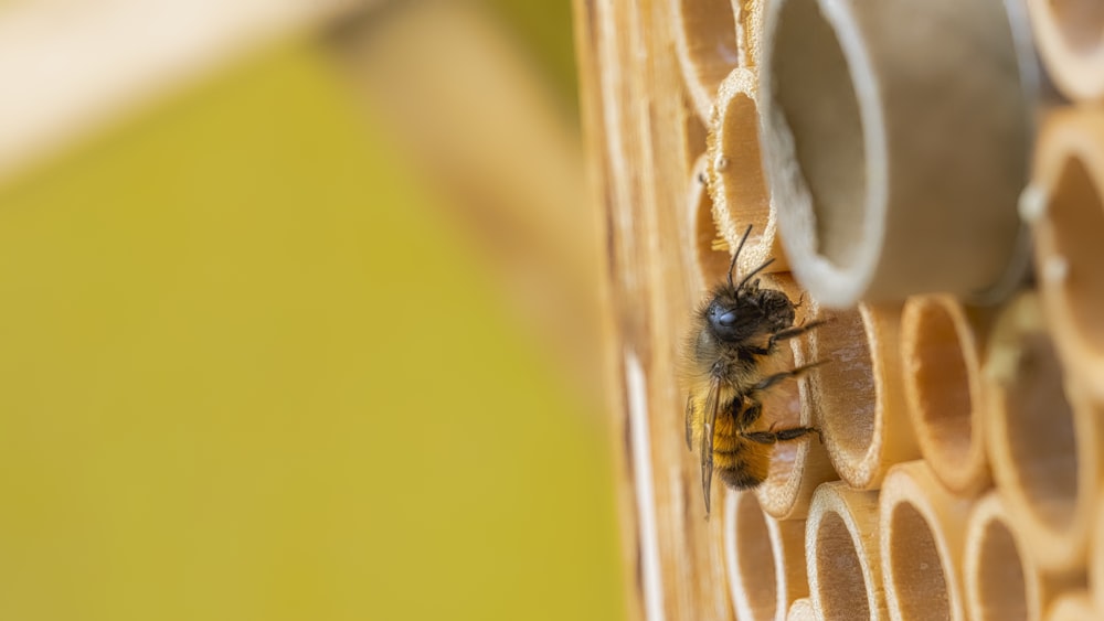 schwarze und gelbe Biene auf gelber Oberfläche