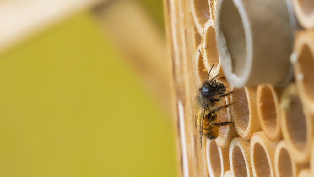 black and yellow bee on yellow surface