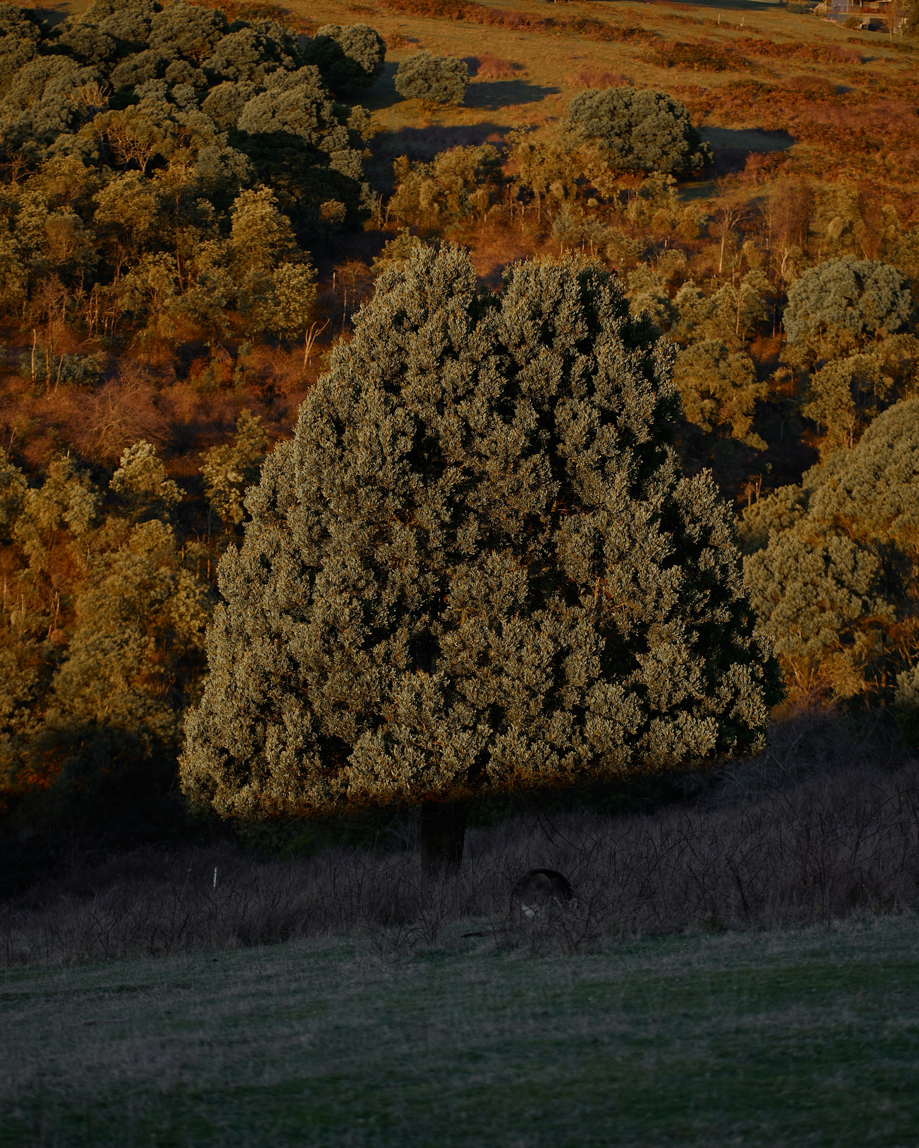 brown and green trees during daytime