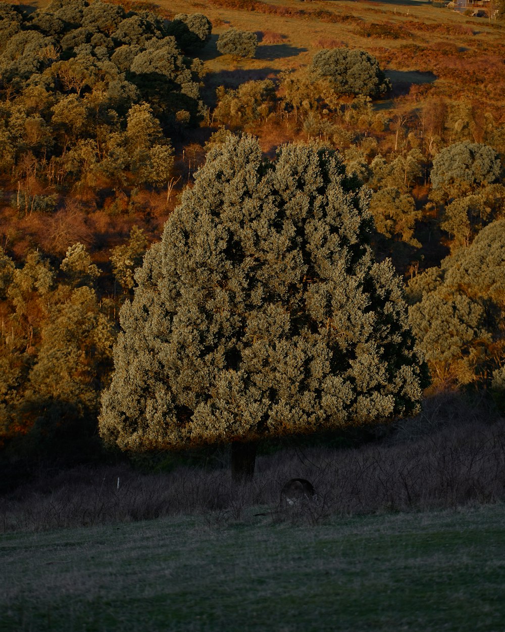 brown and green trees during daytime