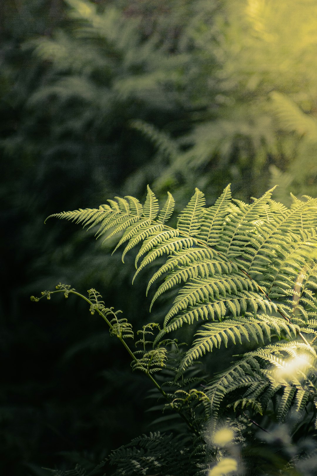 green fern plant in close up photography