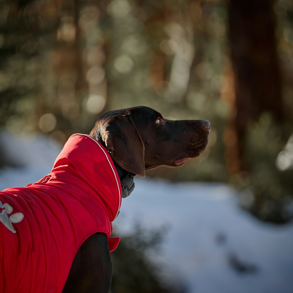 brown short coated dog wearing red shirt