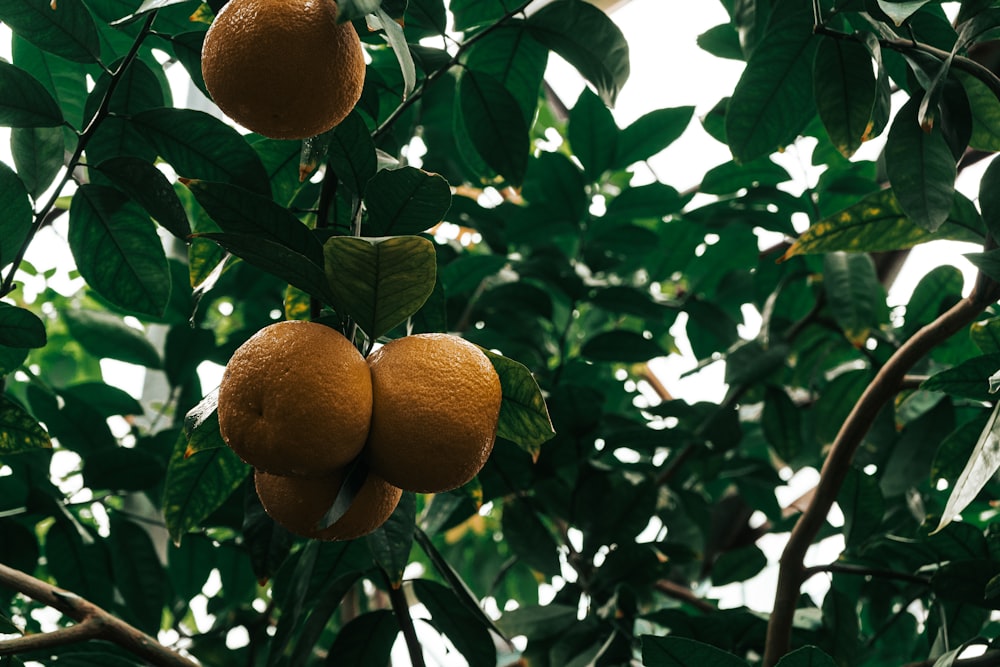 orange fruit on tree during daytime