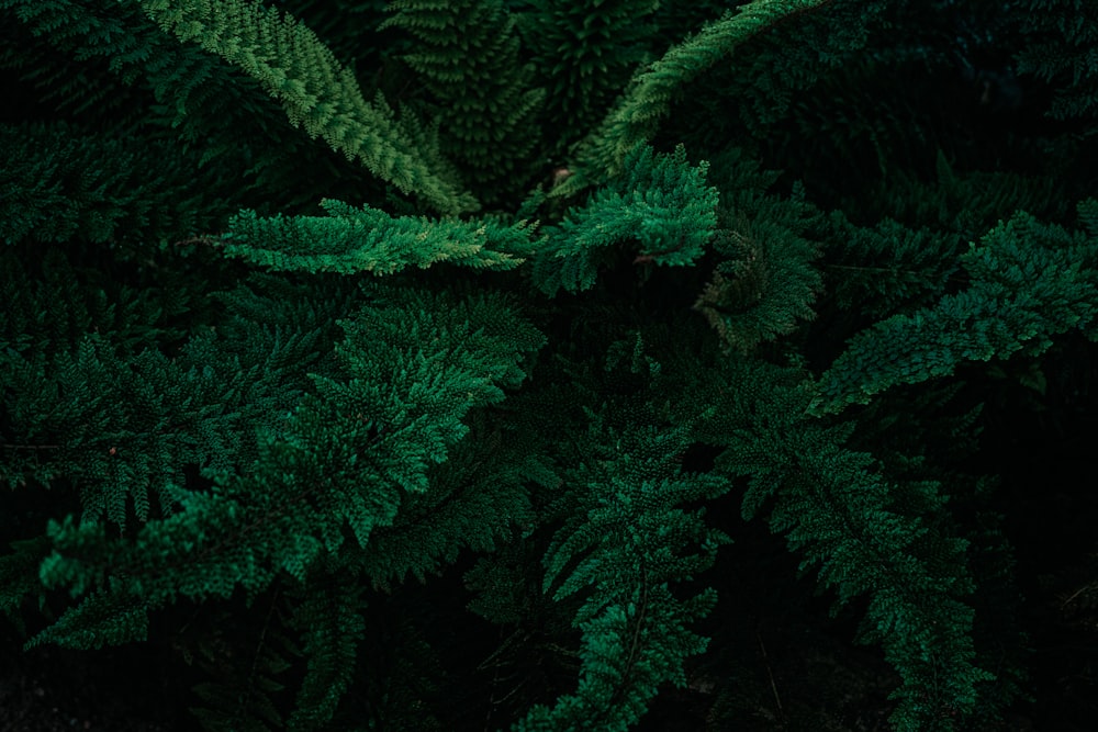 green pine tree in close up photography