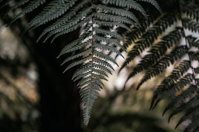 green pine tree in close up photography st. nick google meet background