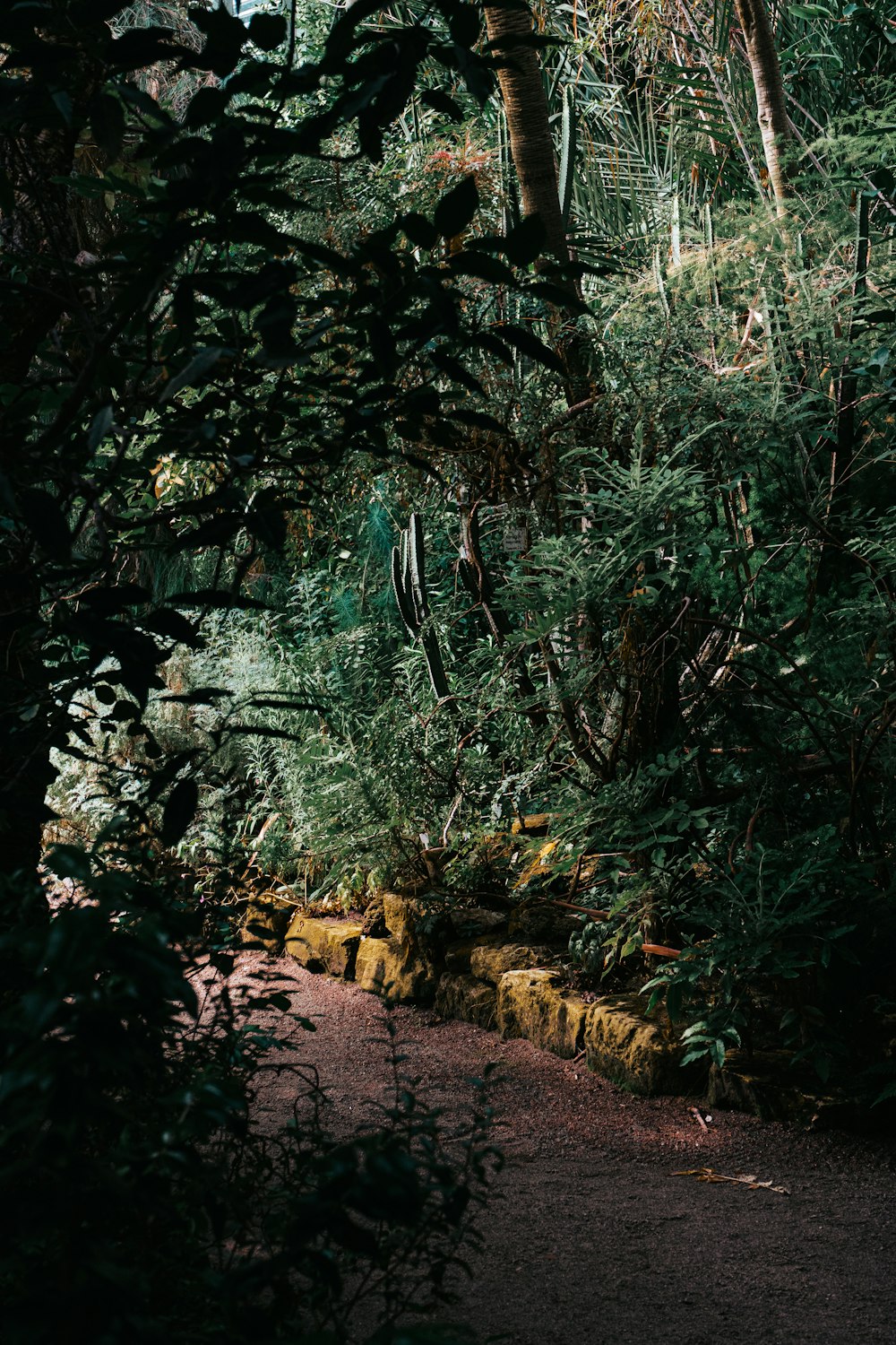 green trees on brown soil