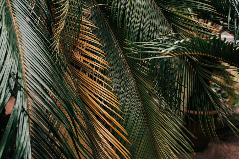 green palm tree during night time