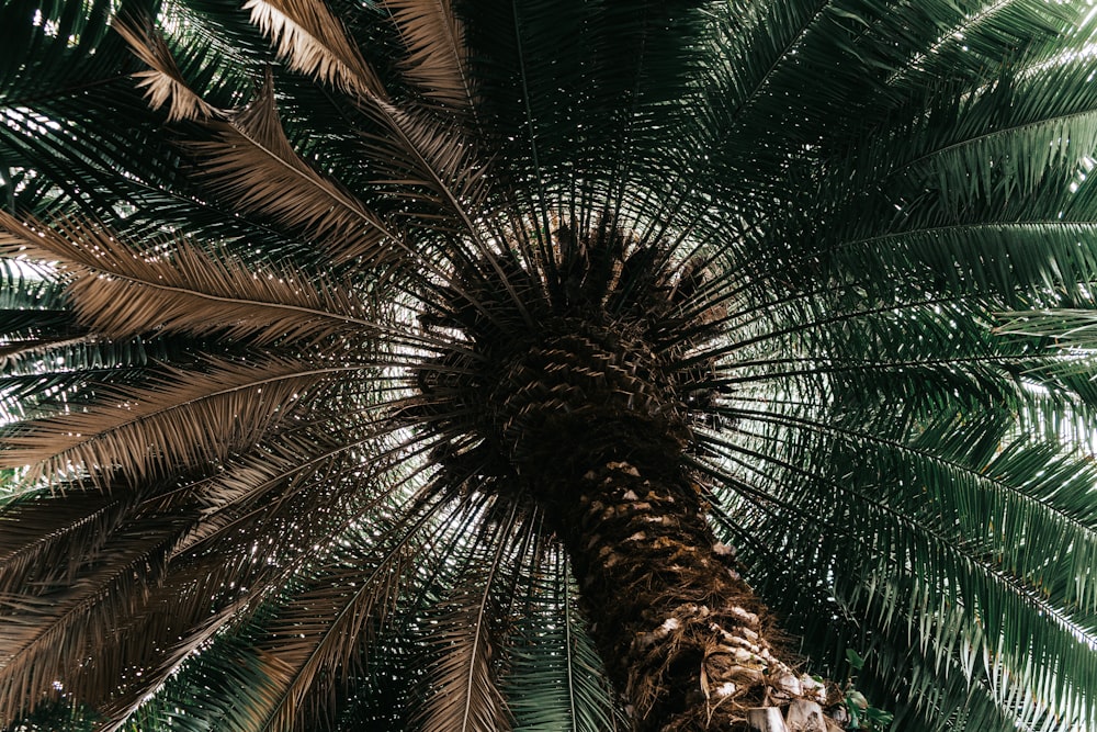 green palm tree during daytime