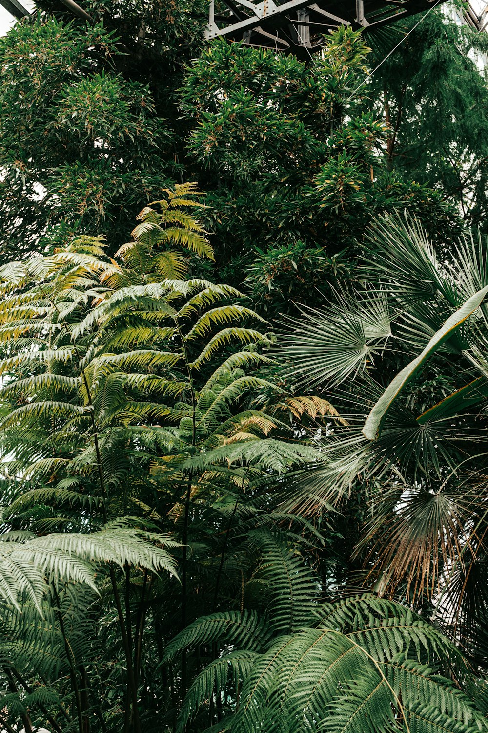 green palm tree during daytime