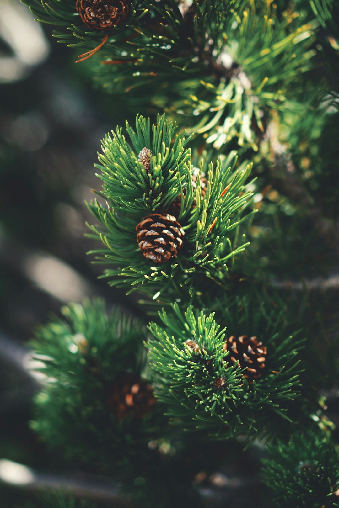 green and brown plant in close up photography