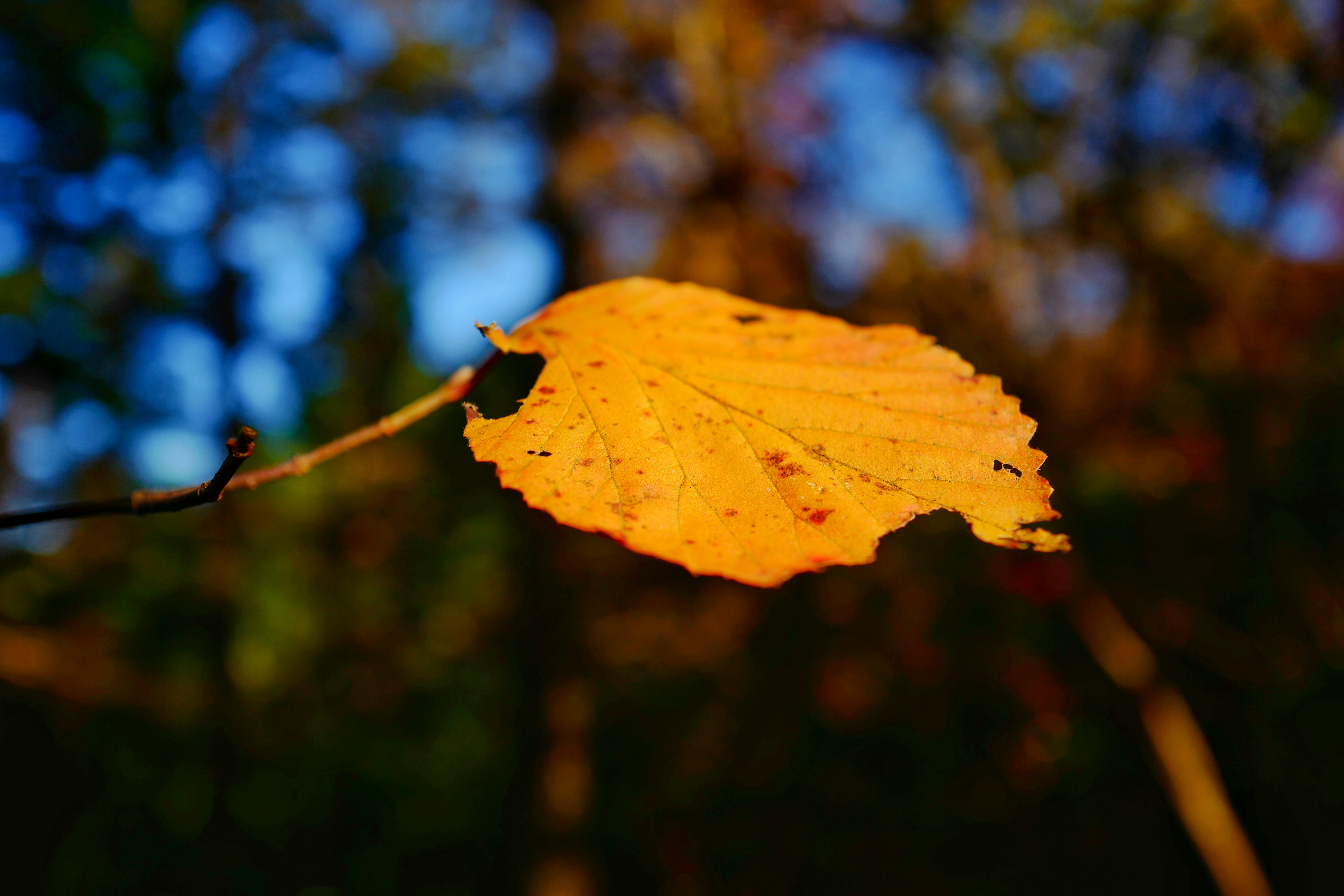 yellow leaf in tilt shift lens