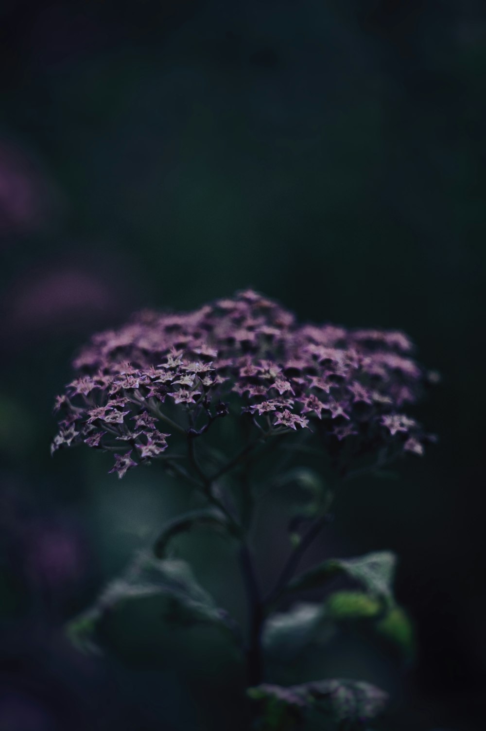 pink flower in tilt shift lens