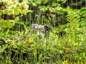 A lush green environment filled with various plants and foliage, overlaid with a grid-like wire fence. In the background, partially obscured, is a black and white animal that looks similar to a skunk or a raccoon.